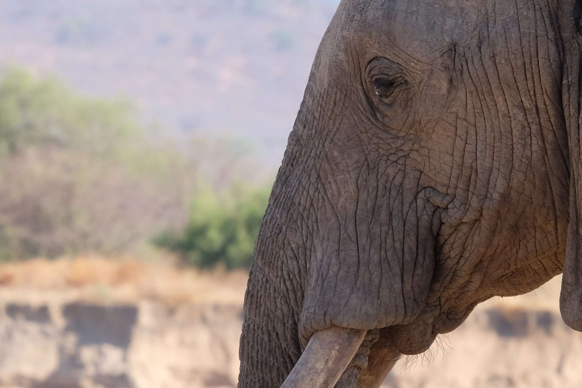 Mehr über den Artikel erfahren 5. November 2024 – Ruaha Nationalpark